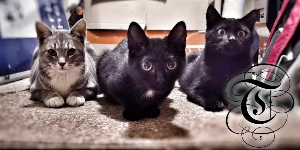 Meisterei-Katzen – Teil 1: Die geheimnisvollen Anfänge